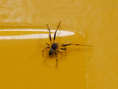 Metepeira labyrinthea