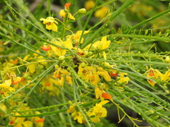 Parkinsonia
