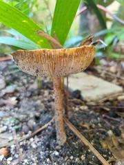 Agaricales