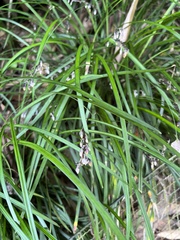 Ophiopogon
