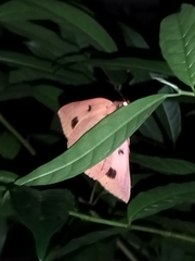 Thyas juno
