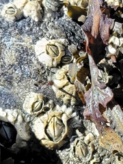 Amphibalanus improvisus