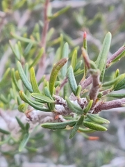 Cercocarpus intricatus