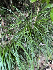 Ophiopogon