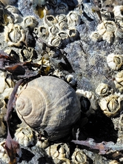 Amphibalanus improvisus