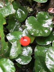 Geophila repens