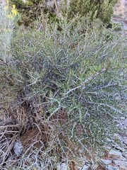Cercocarpus intricatus