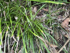 Ophiopogon