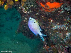 Chromis limbata