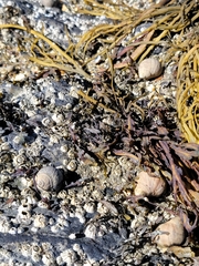 Amphibalanus improvisus