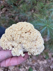 Ramaria rasilispora
