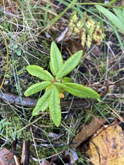 Rhododendron