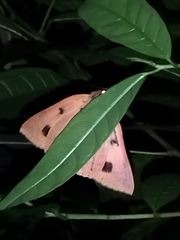 Thyas juno