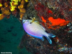 Chromis limbata