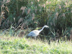 Ardea cinerea