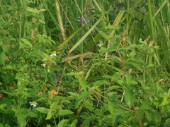 Drymobius margaritiferus