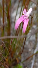 Disa bifida