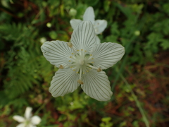 Parnassia asarifolia