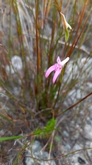 Disa bifida