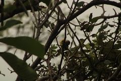 Passerina leclancherii