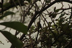 Passerina leclancherii