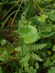 Parnassia asarifolia