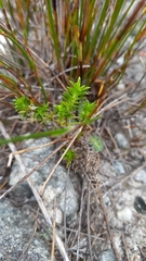 Disa bifida