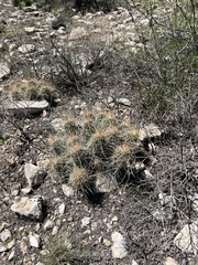 Echinocereus stramineus