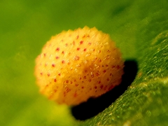 Acraspis quercushirta