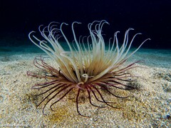 Cerianthidae