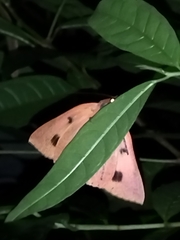 Thyas juno