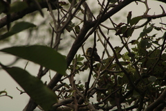 Passerina leclancherii