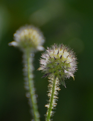 Dipsacus pilosus