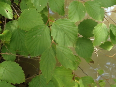 Viburnum carolinianum