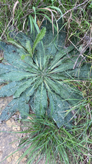 Helminthotheca echioides