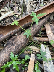 Hydrocotyle geraniifolia