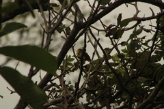 Passerina leclancherii