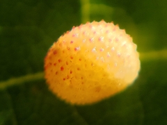 Acraspis quercushirta