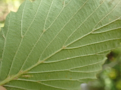 Viburnum carolinianum