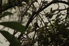 Passerina leclancherii