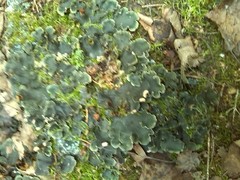 Peltigera malacea