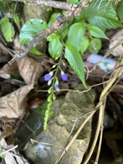 Rhynchoglossum obliquum