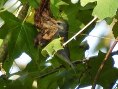 Vermivora chrysoptera