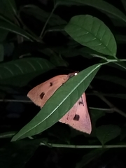Thyas juno