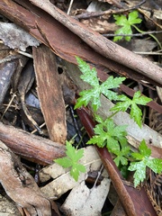 Hydrocotyle geraniifolia