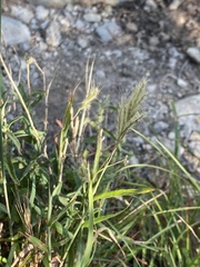 Bothriochloa laguroides