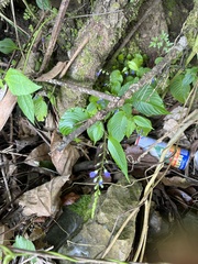 Rhynchoglossum obliquum