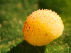 Acraspis quercushirta