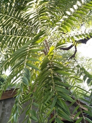 Toona sinensis