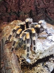 Brachypelma hamorii